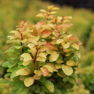 Berberys Thunberga SUMMER SUNSET