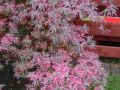 Klon palmowy BUTTERFLY