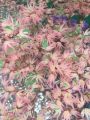 Klon palmowy BUTTERFLY