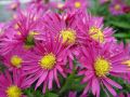Aster ISLAND BAHAMAS
