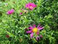 Aster ISLAND BAHAMAS