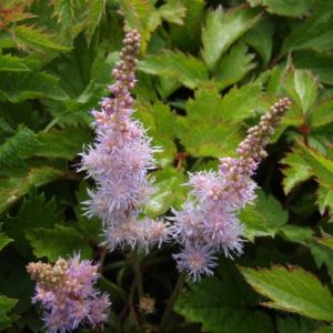 Tawułka chińska PUMILLIA