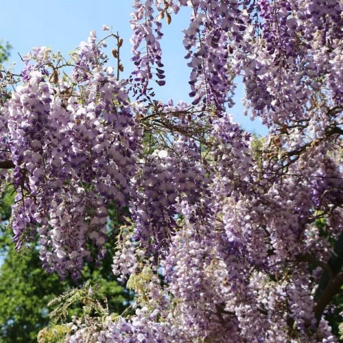 Wisteria Glicynia PROLIFIC