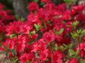 Azalia wielkokwiatowa CROSSWATER RED