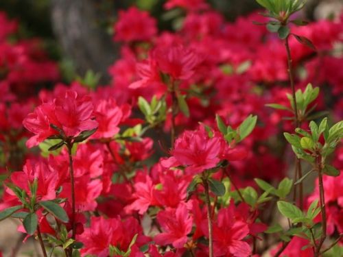 Azalia wielkokwiatowa CROSSWATER RED