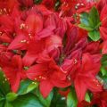 Azalia wielkokwiatowa CROSSWATER RED