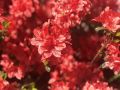 Azalia wielkokwiatowa CROSSWATER RED