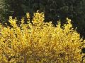 Forsycja pośrednia MIKADOR