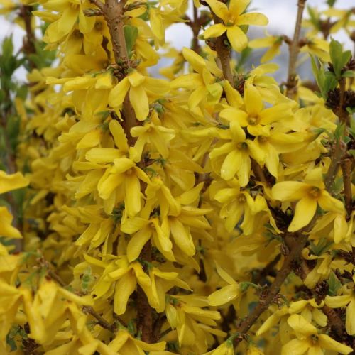 Forsycja pośrednia MIKADOR