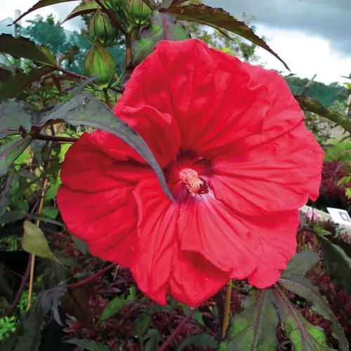 Hibiskus bylinowy CAROUSEL RED WINE