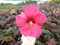 Hibiskus bylinowy CAROUSEL PINK PASSION
