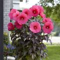 Hibiskus bylinowy CAROUSEL PINK PASSION