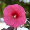 Hibiskus bylinowy CAROUSEL PINK PASSION