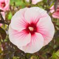Hibiskus bylinowy CAROUSEL PINK CANDY