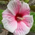 Hibiskus bylinowy CAROUSEL PINK CANDY