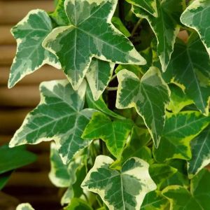 Bluszcz Pospolity GOLD CHILD