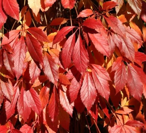 Winobluszcz pięciolistkowy 