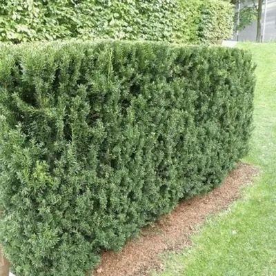 Cis pospolity DENSIFORMIS