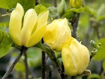 Magnolia żółta YELLOW RIVER