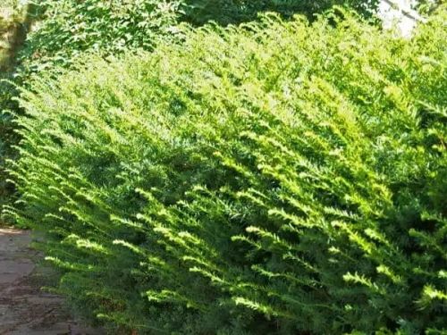 Cis pospolity FARMEN