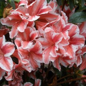 Azalia japońska BEN MORISON