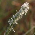 Sesleria JESIENNA