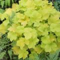 Żurawka CITRONELLA