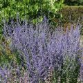 Perovskia łobodolistna LITTLE SPIRE