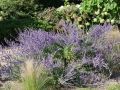 Perovskia łobodolistna LITTLE SPIRE