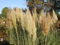Trawa pampasowa EVITA