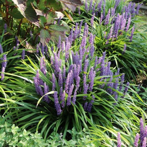 Liriope szafirkowata