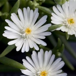 Słonecznica JEWEL OF DESERT MOON STONE