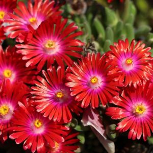 Słonecznica JEWEL OF DESERT GARNET