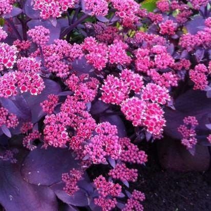 Rozchodnik ORIENTAL DANCER