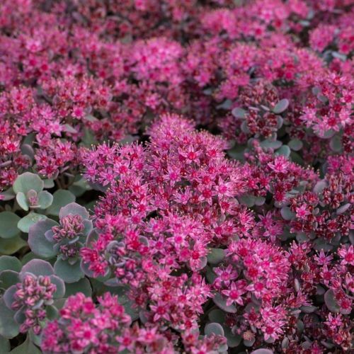 Rozchodnik LIDAKENSE