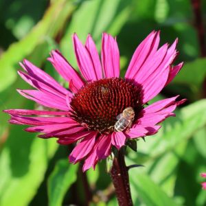 Jeżówka purpurowa Fatal Attraction