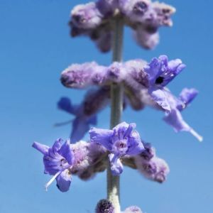 Perovskia łobodolistna SILVERY BLUE
