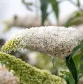 Budleja DREAMING WHITE