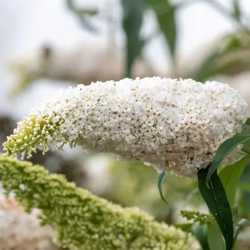 Budleja DREAMING WHITE