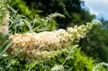 Budleja DREAMING WHITE
