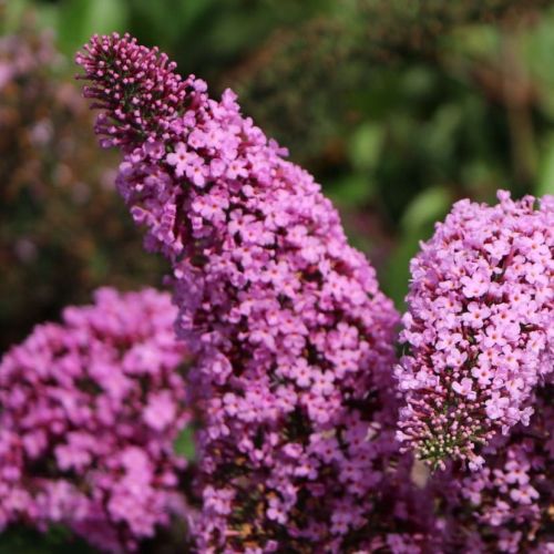  Budleja Dawida PINK DELIGHT