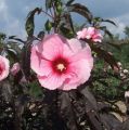Hibiskus bylinowy SUMMER STORM