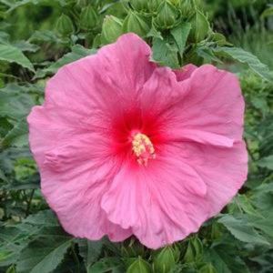Hibiskus bylinowy FANTASIA