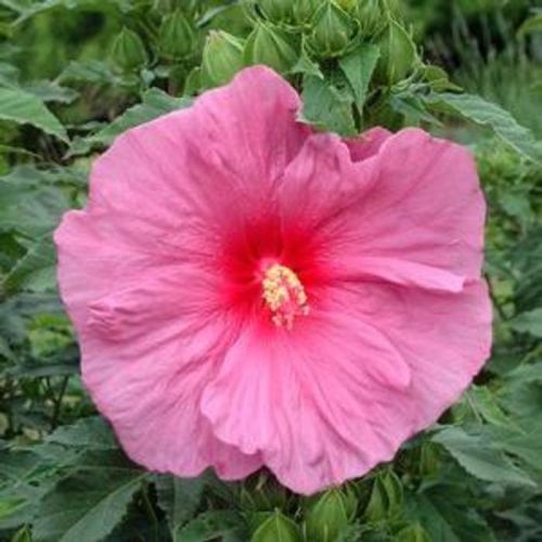 Hibiskus bylinowy FANTASIA