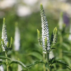 Przetacznik FIRST LADY