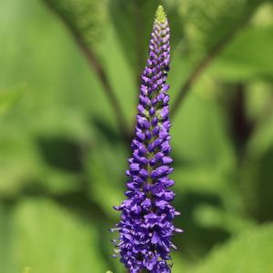 Przetacznik FIRST GLORY