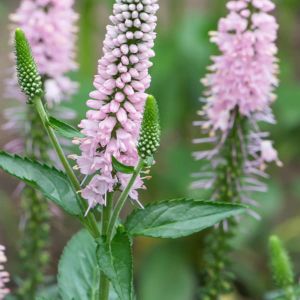 Przetacznik FIRST CHOICE 