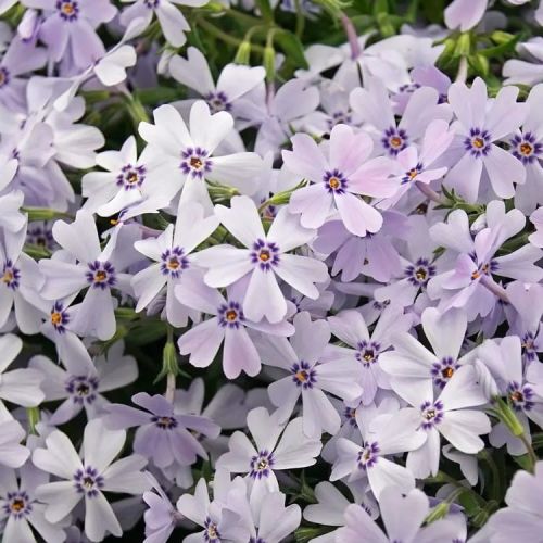 Floks szydlasty SPRING BLUE