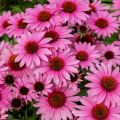 Jeżówka SunMagic Vintage Fuchsia