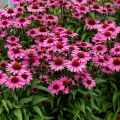Jeżówka SunMagic Vintage Fuchsia